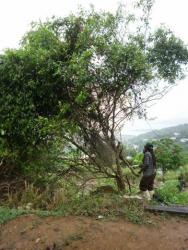Agiant acacia almost gone.